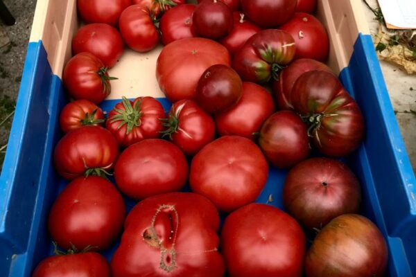 Les tomates