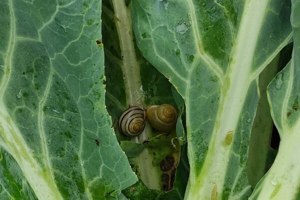 Escargots sur choufleurs