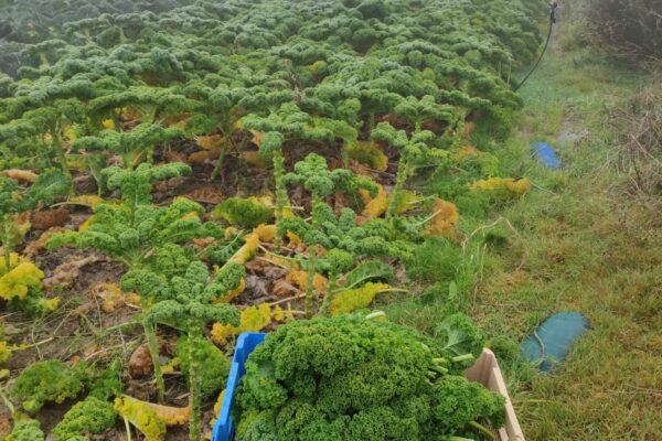 Kale brouillard